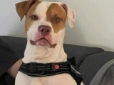À la recherche d'une famille : chien Amstaff beige
