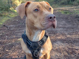 Chienne beige à adopter