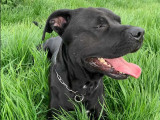 Chien Labrador de 3 ans disponible à l'adoption