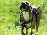 Chien de 3 ans prêt pour l’adoption