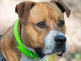 Chien de 3 ans à accueillir