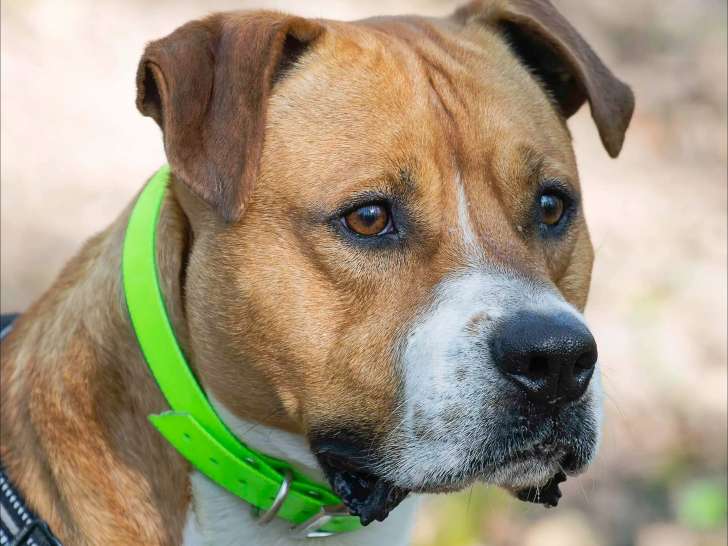 Chien de 3 ans à accueillir