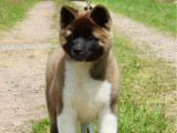 À vendre, 1 chiot femelle Akita Américain (LOF)