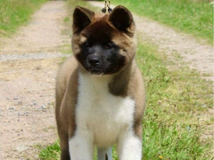 À vendre, 1 chiot femelle Akita Américain (LOF)