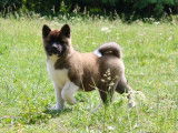 À vendre, 1 chiot femelle Akita Américain (LOF)