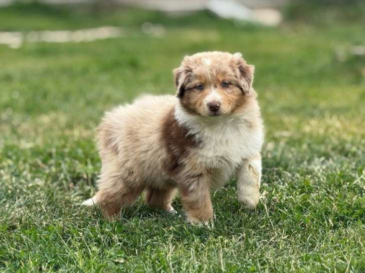 Chiots Bergers Australiens LOF à réserver