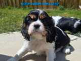 2 chiots mâles Cavaliers King Charles à réserver (LOF)