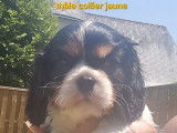2 chiots mâles Cavaliers King Charles à réserver (LOF)