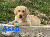 2 chiots mâles Labradors LOF à vendre