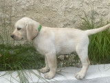 2 chiots mâles Labradors LOF à vendre