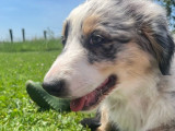 1 chiot mâle Berger Australien bleu merle LOF en vente