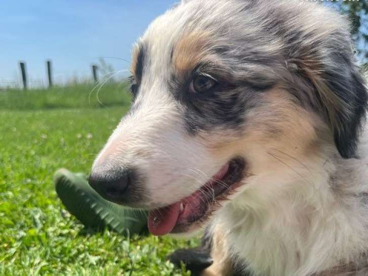 1 chiot mâle Berger Australien bleu merle LOF en vente