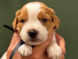 À réserver, des chiots Épagneul Breton (LOF)