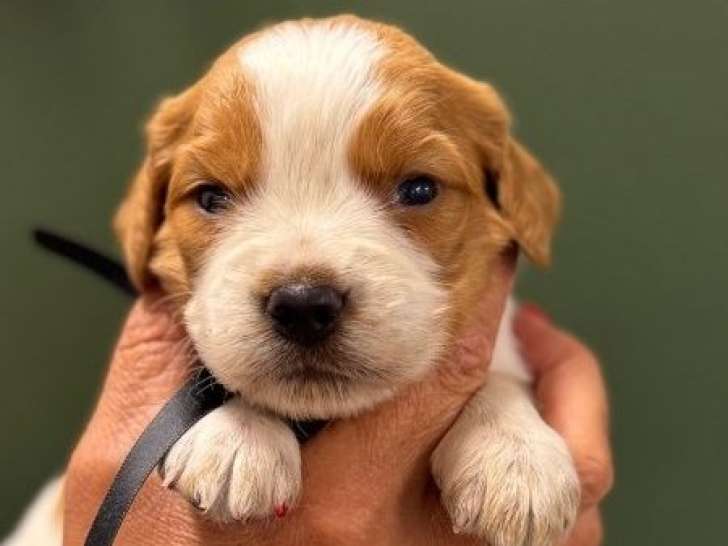À réserver, des chiots Épagneul Breton (LOF)