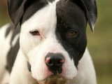 Chien Staffordshire Américain Terrier de 2 ans en quête d'un foyer