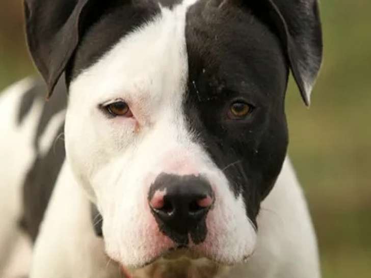 Chien Staffordshire Américain Terrier de 2 ans en quête d'un foyer