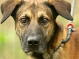 Adoption disponible : chien fauve