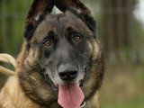 Chien Berger Malinois de 5 ans à la recherche d'un foyer