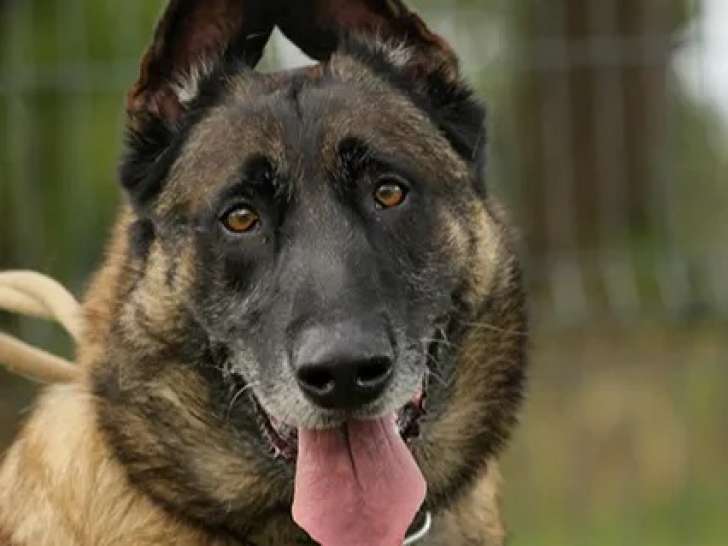 Chien Berger Malinois de 5 ans à la recherche d'un foyer