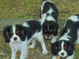 Chiots Cavaliers King Charles LOF disponibles à l’achat