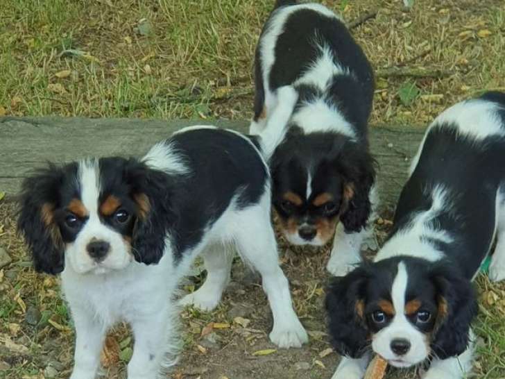 Chiots Cavaliers King Charles LOF disponibles à l’achat