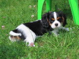 Chiots Cavaliers King Charles LOF disponibles à l’achat
