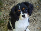 Chiots Cavaliers King Charles LOF disponibles à l’achat