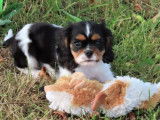 Chiots Cavaliers King Charles LOF disponibles à l’achat