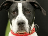 À adopter, chien noir avec marque blanche