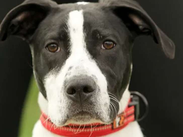 À adopter, chien noir avec marque blanche