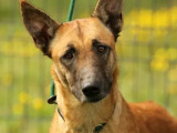 Disponible à l'adoption, chien Berger Malinois fauve