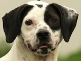 En attente d'adoption, chien Braque de 4 ans