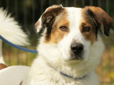 Prêt pour l'adoption, chien marron et blanc