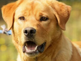 En attente d’une famille, chien Labrador fauve