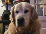 Chien mâle Golden Retriever LOF disponible pour saillie