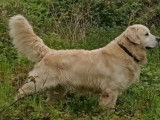 Chien mâle Golden Retriever LOF disponible pour saillie