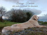 Chien mâle Golden Retriever LOF disponible pour saillie