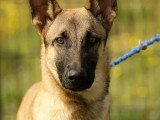À accueillir, chien Berger Malinois d’un an