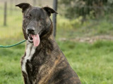 En quête d'une famille, chien Berger Malinois bringé
