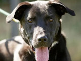 Adoption disponible : chienne Labrador de 3 ans