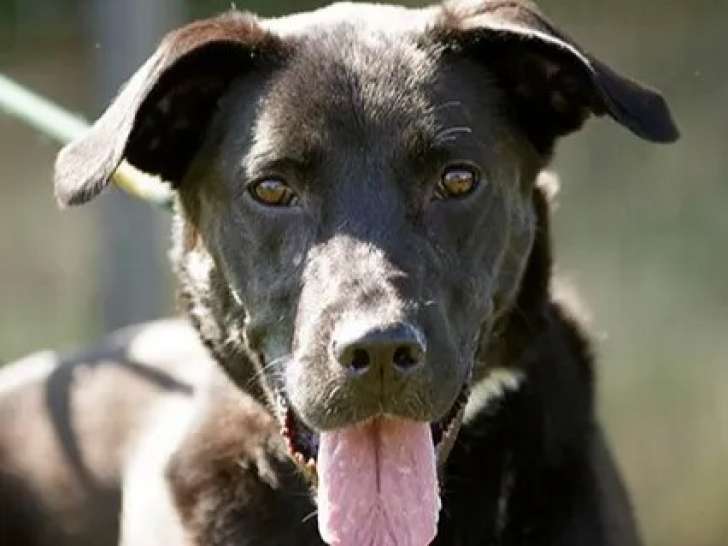 Adoption disponible : chienne Labrador de 3 ans