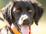À la recherche d'un foyer, chienne Setter Anglais d'un an