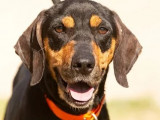 À adopter : chien Courant tricolore