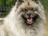 Disponible à l'adoption : chien Spitz Loup gris