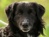 En attente d'adoption : chien Border Collie de 2 ans
