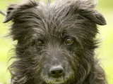 Prêt pour l'adoption : chien Berger des Pyrénées noir