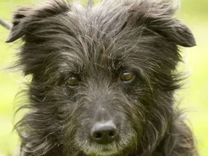 Prêt pour l'adoption : chien Berger des Pyrénées noir