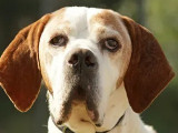 En attente d’une famille : chien Pointer Anglais de 5 ans