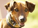À accueillir : chienne Teckel Poil Court fauve
