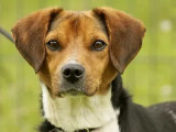 En quête d'une famille : chien Beagle tricolore
